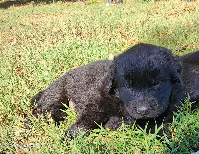 Pink collar girl – Newfoundland puppy for sale in Marshville, NC
