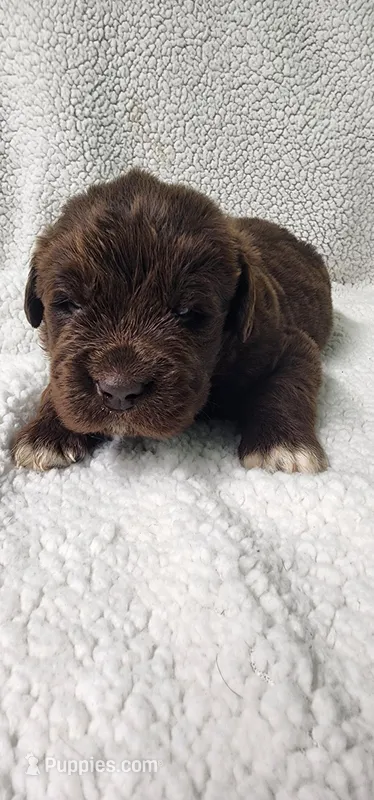 Shamrock  – Newfoundland puppy for sale in Marshville, NC