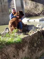 Lucky, a female Newfoundland for sale in Marshville, NC – Photo 7 of 7