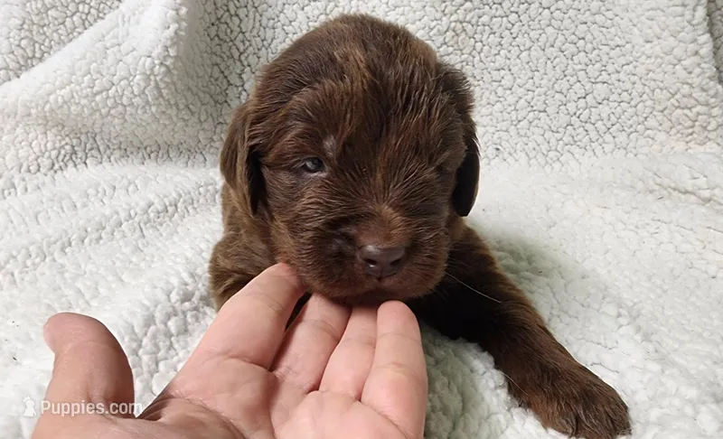 Lucky – Newfoundland puppy for sale in Marshville, NC