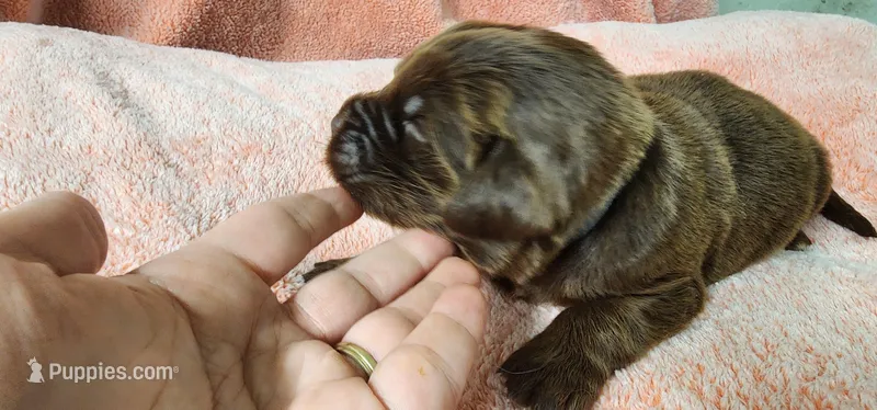 Lucky – Newfoundland puppy for sale in Marshville, NC