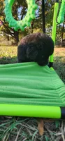Purple collar girl, a female Newfoundland for sale in Marshville, NC – 7 of 10