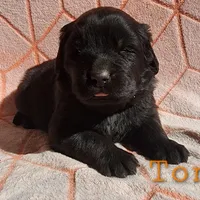 Tongass (health tested parents), a male Newfoundland for sale in Marshville, NC – Photo 3 of 9
