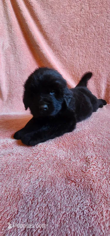 Tongass (orange collar)