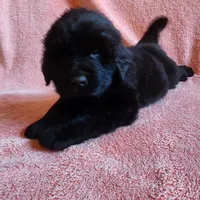 Tongass (health tested parents), a male Newfoundland for sale in Marshville, NC – Photo 1 of 9
