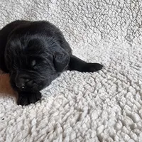 Tongass (health tested parents), a male Newfoundland for sale in Marshville, NC – Photo 4 of 9