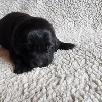 Tongass (health tested parents), a male Newfoundland for sale in Marshville, NC – Photo 6 of 9