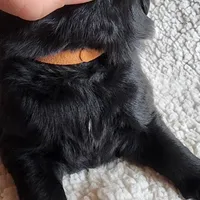 Tongass (health tested parents), a male Newfoundland for sale in Marshville, NC – Photo 5 of 9