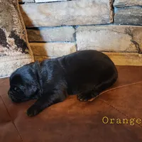 Tongass (health tested parents), a male Newfoundland for sale in Marshville, NC – Photo 9 of 9