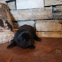 Tongass (health tested parents), a male Newfoundland for sale in Marshville, NC – Photo 7 of 9