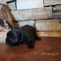 Tongass (health tested parents), a male Newfoundland for sale in Marshville, NC – Photo 8 of 9