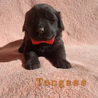 Tongass (health tested parents), a male Newfoundland for sale in Marshville, NC – Photo 2 of 9