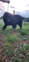 Due in September , a  Newfoundland for sale in Marshville, NC – 3 of 5