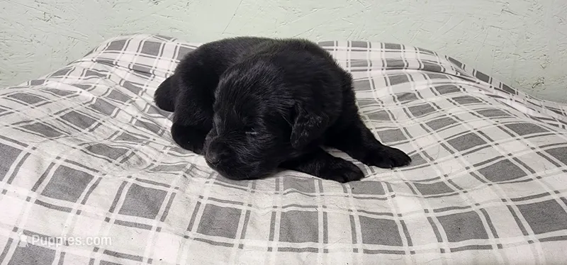Tan collar boy – Newfoundland puppy for sale in Marshville, NC