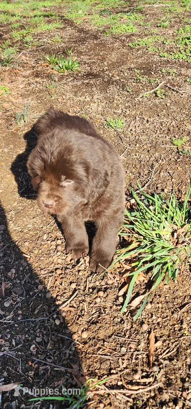 Sierra (health tested parents) – Newfoundland puppy for sale in Marshville, NC