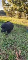 Pink collar girl, a female Newfoundland for sale in Marshville, NC – 4 of 10