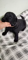 Pink collar girl, a female Newfoundland for sale in Marshville, NC – 7 of 10