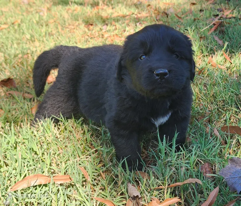 Orange collar boy – Newfoundland puppy for sale in Marshville, NC