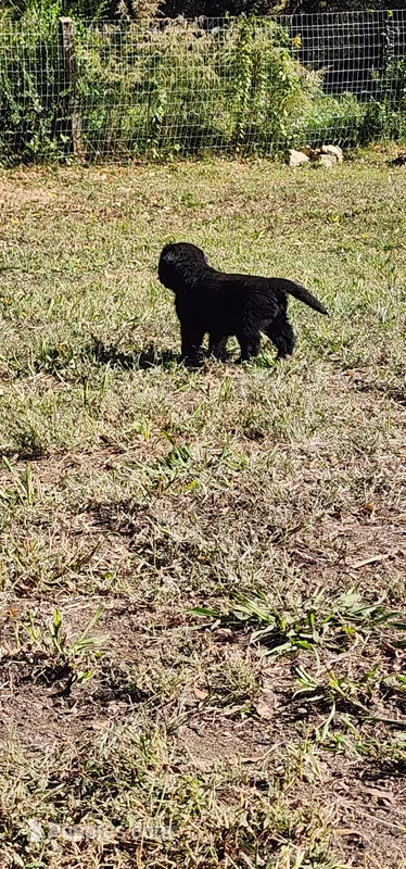 Red collar boy – Newfoundland puppy for sale in Marshville, NC