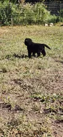Red collar boy, a male Newfoundland for sale in Marshville, NC – 1 of 8