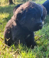 Red collar boy, a male Newfoundland for sale in Marshville, NC – 4 of 8