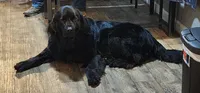 Due in September , a  Newfoundland for sale in Marshville, NC – 5 of 5