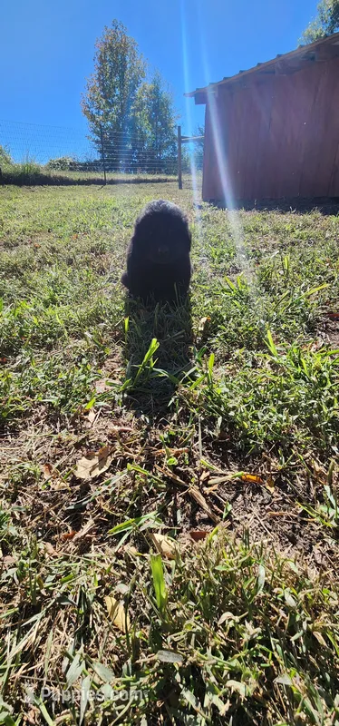 Pink collar girl – Newfoundland puppy for sale in Marshville, NC