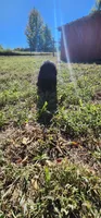 Pink collar girl, a female Newfoundland for sale in Marshville, NC – 1 of 10