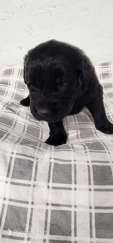 Pink collar girl – Newfoundland puppy for sale in Marshville, NC