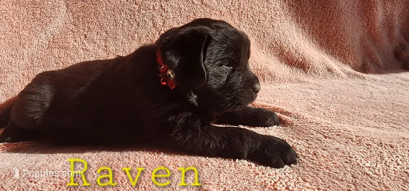 Raven (yellow collar)
