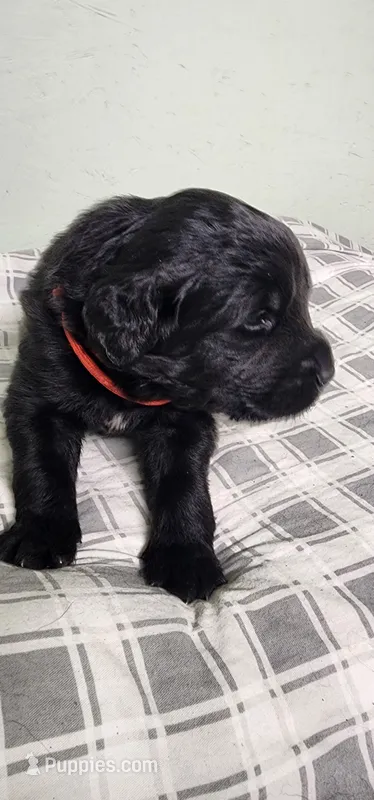 Red collar boy – Newfoundland puppy for sale in Marshville, NC