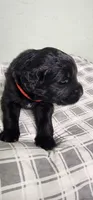 Red collar boy, a male Newfoundland for sale in Marshville, NC – 6 of 8