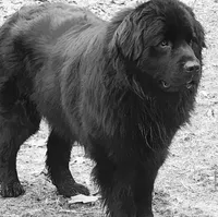 Due in September , a  Newfoundland for sale in Marshville, NC – 2 of 5