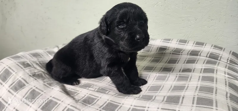 Purple collar girl – Newfoundland puppy for sale in Marshville, NC