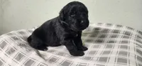 Purple collar girl, a female Newfoundland for sale in Marshville, NC – 3 of 10