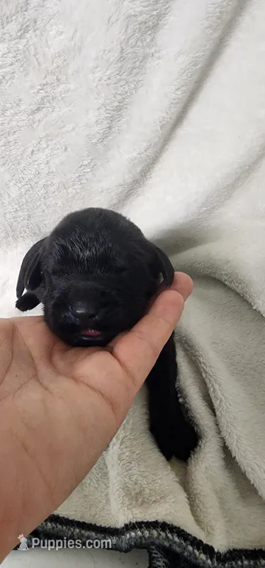 Tan collar boy – Newfoundland puppy for sale in Marshville, NC