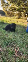Pink collar girl, a female Newfoundland for sale in Marshville, NC – 5 of 10