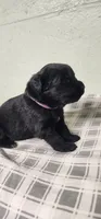 Purple collar girl, a female Newfoundland for sale in Marshville, NC – 4 of 10