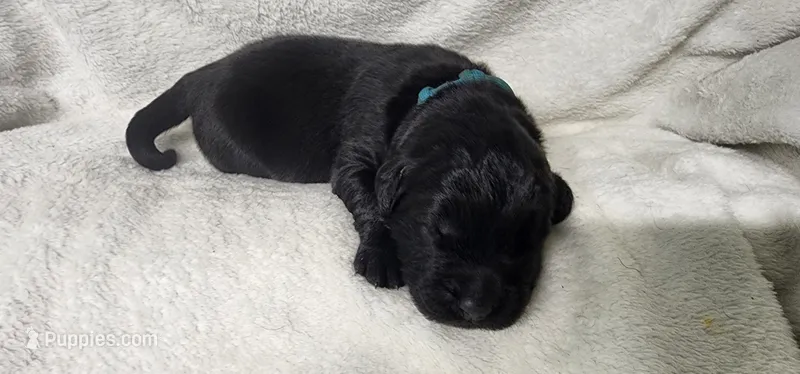 Blue collar boy – Newfoundland puppy for sale in Marshville, NC