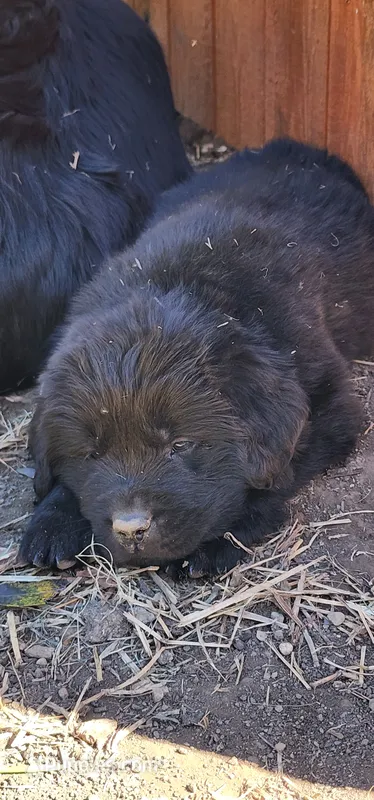 Tan collar boy – Newfoundland puppy for sale in Marshville, NC