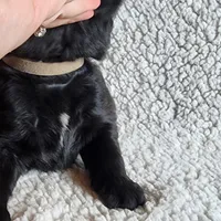 Rocky (health tested parents), a male Newfoundland for sale in Marshville, NC – Photo 5 of 9