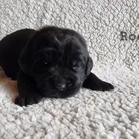 Rocky (health tested parents), a male Newfoundland for sale in Marshville, NC – Photo 4 of 9