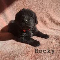 Rocky (health tested parents), a male Newfoundland for sale in Marshville, NC – Photo 2 of 9