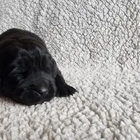 Rocky (health tested parents), a male Newfoundland for sale in Marshville, NC – Photo 6 of 9