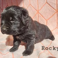 Rocky (health tested parents), a male Newfoundland for sale in Marshville, NC – Photo 3 of 9