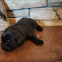 Rocky (health tested parents), a male Newfoundland for sale in Marshville, NC – Photo 8 of 9