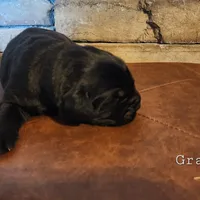 Rocky (health tested parents), a male Newfoundland for sale in Marshville, NC – Photo 7 of 9