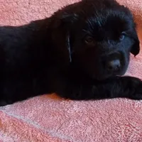 Rocky (health tested parents), a male Newfoundland for sale in Marshville, NC – Photo 1 of 9
