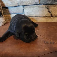 Rocky (health tested parents), a male Newfoundland for sale in Marshville, NC – Photo 9 of 9