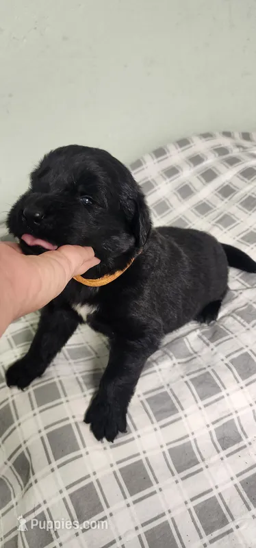 Orange collar boy – Newfoundland puppy for sale in Marshville, NC